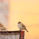Close Up Of Eurasian Tree Sparrow Bird Perching And Landing On Steel. static shot - VideoHive Item for Sale