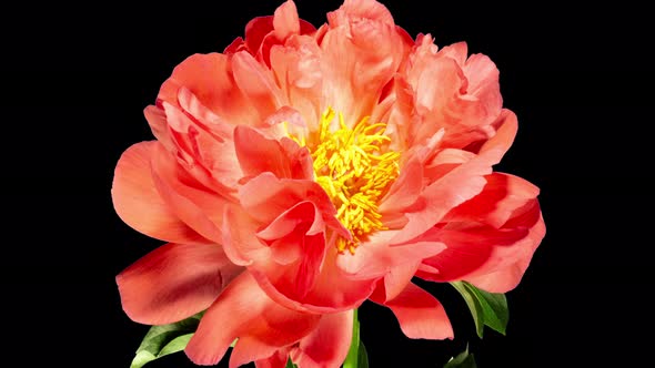 Pink Peony Open Flower in Time Lapse on a Black Background. Vedding Concept. Plant Paeonia alt
