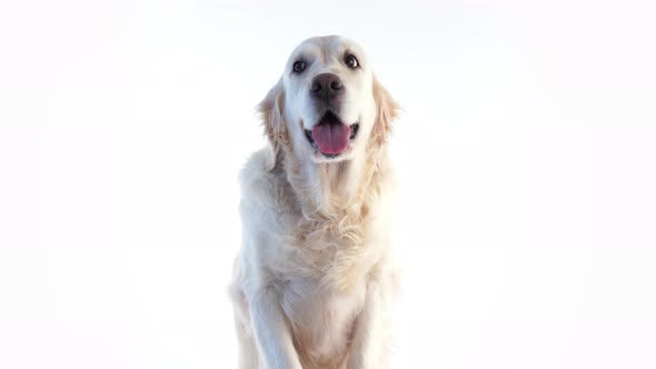 Portrait of a Beautiful Dog on a White Background in the Studio Isolated