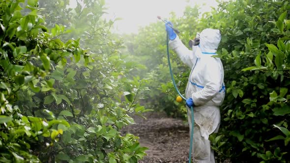Man spraying toxic pesticides, pesticide, insecticides on fruit lemon growing plantation in Spain alt