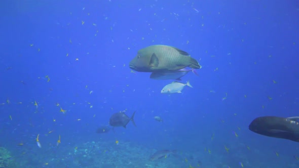 a big napoleon wrasse is swimming over the coral reef with 2 other fish attached to itself alt