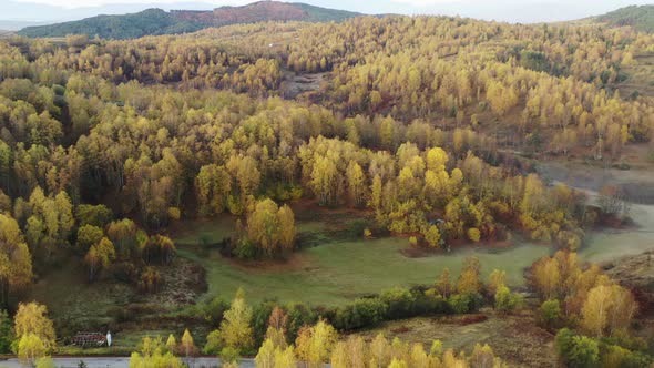 Autumn Forest Aerial View