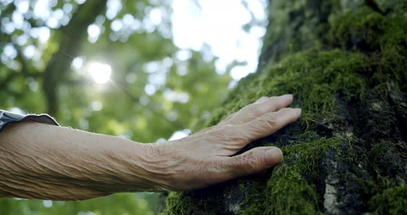 Closeup of the Old Woman's Hand Touches the Moss Overgrown on the Bark of a Tree in the Light of the alt