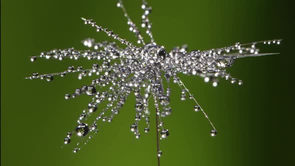 Water Drops on a Dandelion Seed alt