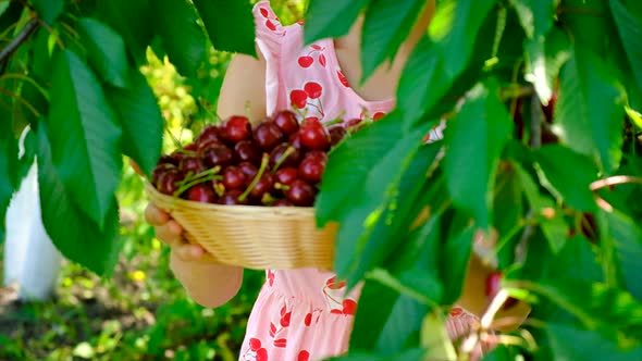 A Child Harvests Cherries in the Garden alt