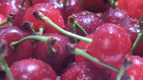 A Group of Red Healthy Cherries Fresh From the Tree alt