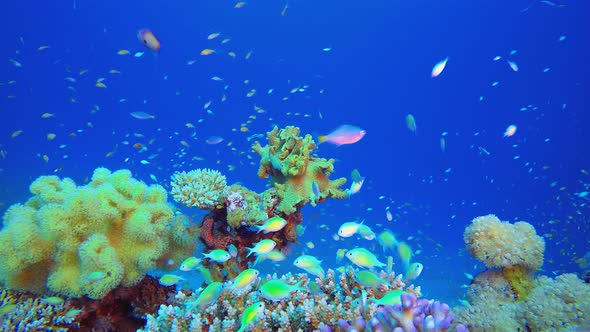 Underwater Colourful Scenery
