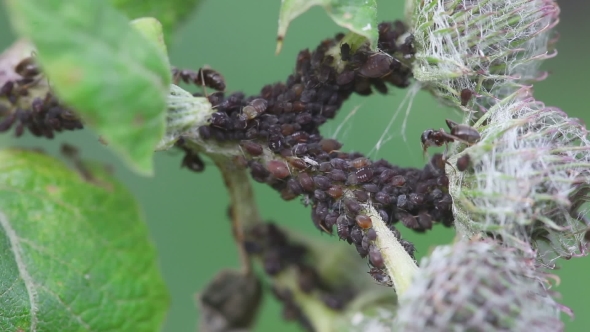 Ant Watching Over a Group Of Aphids alt