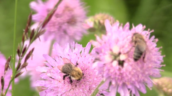 Bumblebee (Bombus) And Bee Collect Pollen From Pink Flower
