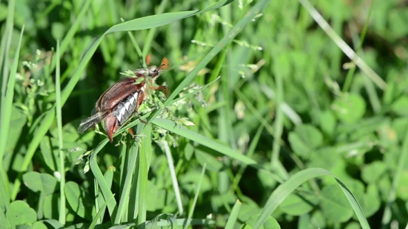 Maybug Crawls On Grass Trying To Fly