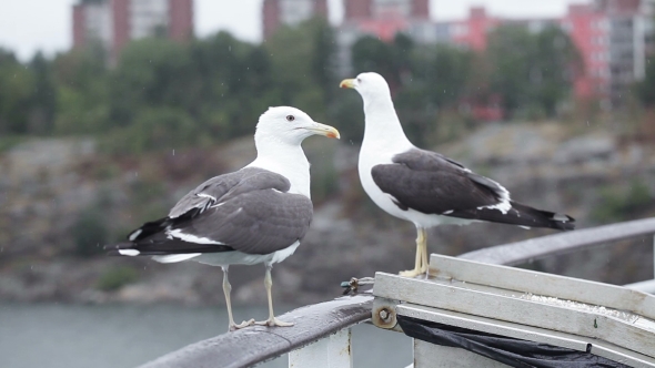 Feeding Seagulls On Nature