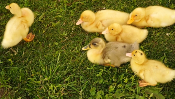 Footage Little Ducklings Walking Outdoors On Green Grass alt
