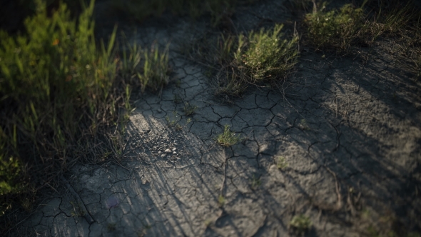 . Cracked Soil. Green Grass. Moving Shadow. alt