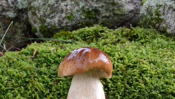  Cep Boletus Mushroom Grow Forest Moss Water Drops Fall