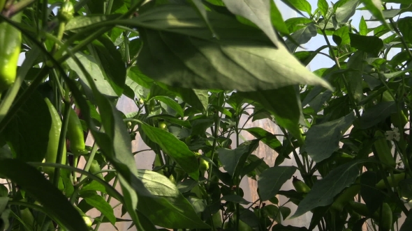 Green Chili Paprika Pepper Vegetable Plants Grow In Greenhouse