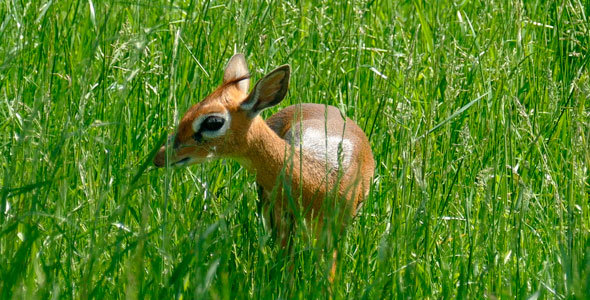 Animal Baby Gazelle alt