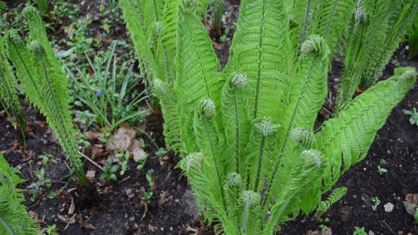 Fern Plant Twigs With Buds In Spring Garden
