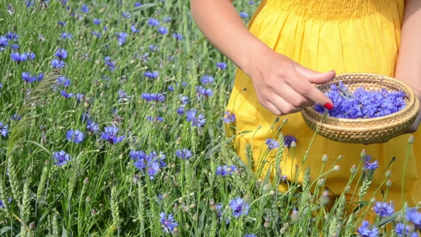 Farm Woman In Yellow Dress Hands Pick Blue Cornflower Herb