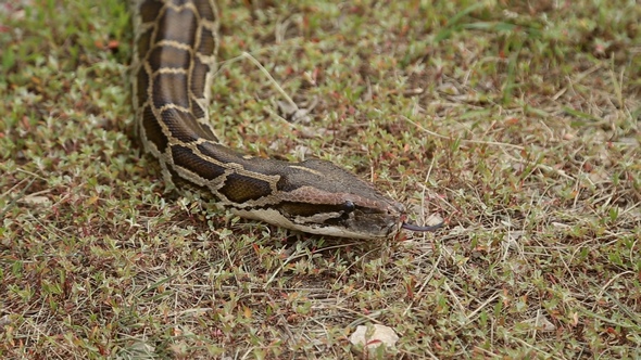 Snake Crawling on the Ground alt