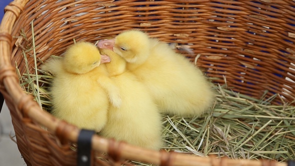 Chicks Geese Sitting in the Basket alt
