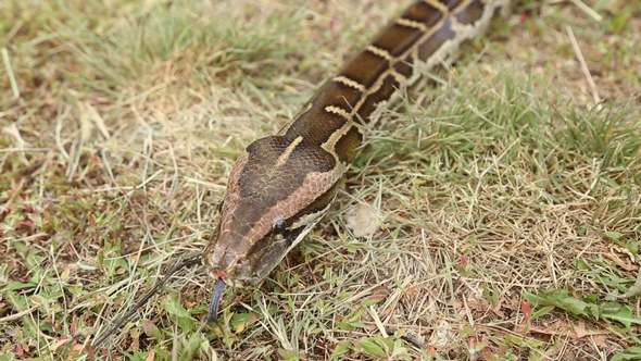 Snake Crawling on the Ground alt