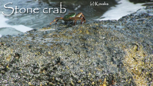 Crab On The Rock