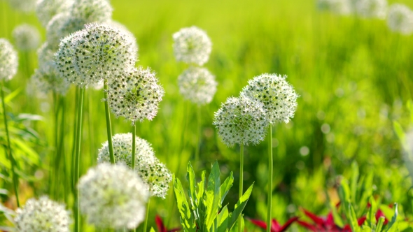 Beautiful White Allium Circular Globe Shaped Flowers Blow In The Wind alt