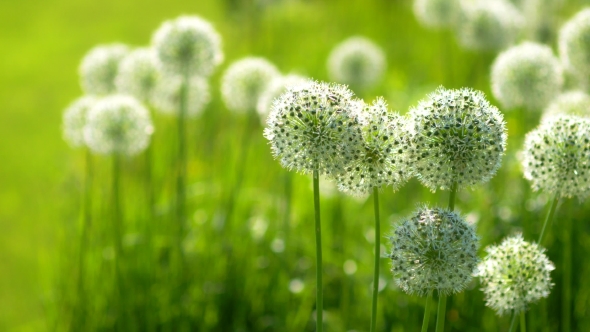 Beautiful White Allium Circular Globe Shaped Flowers Blow In The Wind alt