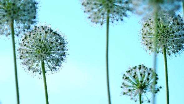 Beautiful White Allium Circular Globe Shaped Flowers Blow In The Wind
