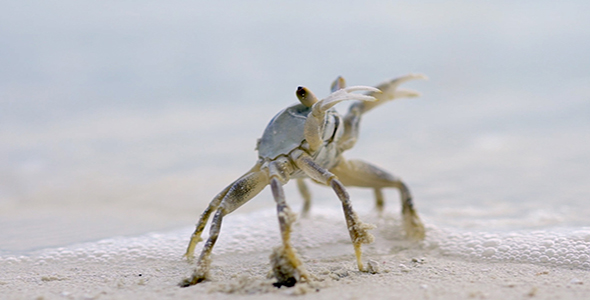 Beach Crab alt