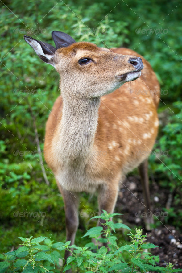 sika deer (lat. Cervus nippon) doe - Stock Photo - Images