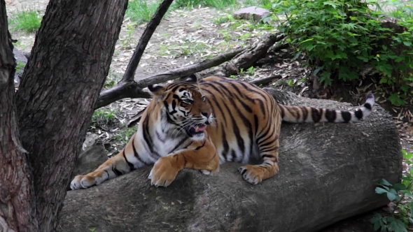 Tiger Relaxing On The Log