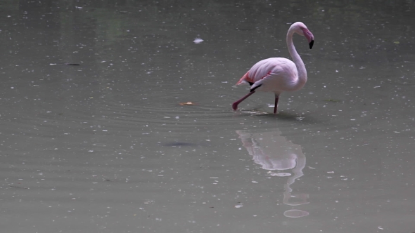 Pink Flamingo On The Lake