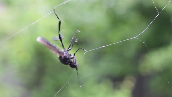 The Insect Tries To Escape From Spider Webs