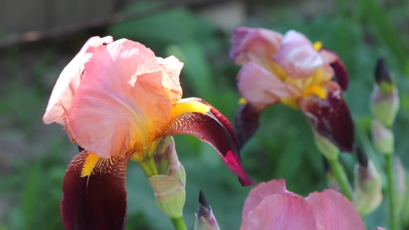 Beautiful Iris Flowers In Sunny Day. Irises. Green Scenery In The Garden