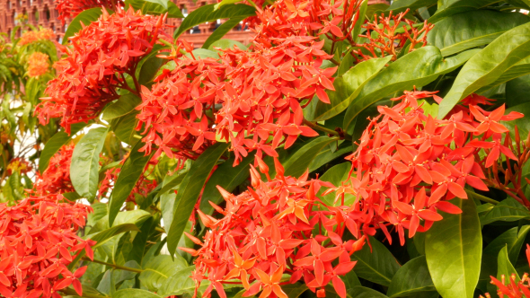 Red Ixora Flower alt