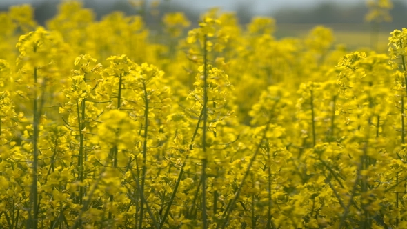 Beautifully Yellow Oilseed Rape Flowers In The Field. alt