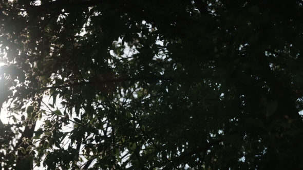 Leaves Against The Morning Sun alt