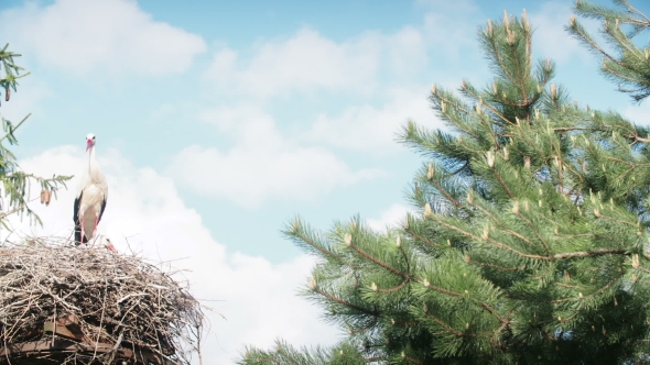 White Storks With Offspring On Nest. The White Stork (Ciconia Ciconia) alt