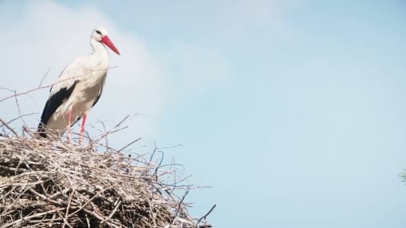 White Storks With Offspring On Nest. The White Stork (Ciconia Ciconia) alt
