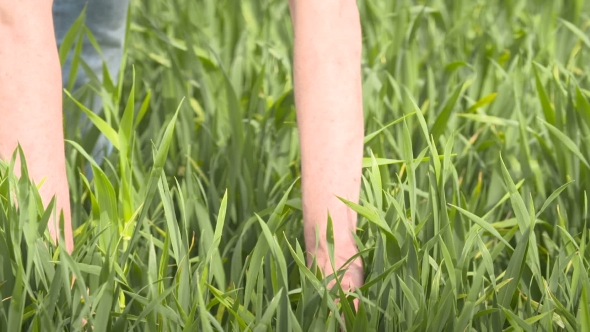Farmer Checks Cereal, Wheat Before Harvest Time alt