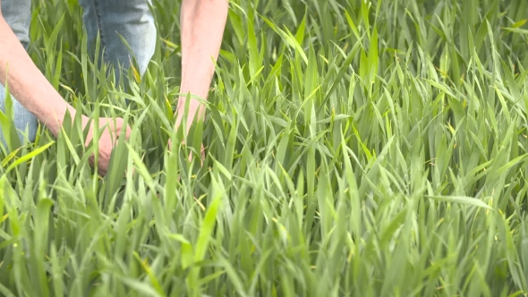 Farmer Checks Cereal, Wheat Before Harvest Time alt