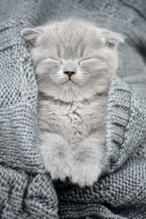 Gray kitten sleep in gray clouth - Stock Photo - Images