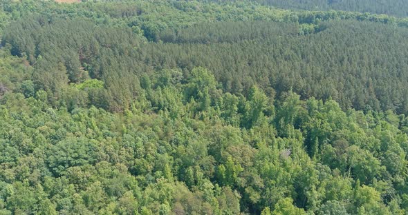 Aerial View of Miles the Luscious Green Forest in North Carolina alt