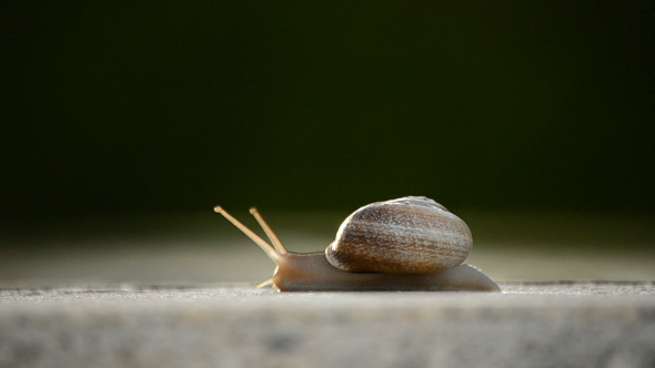 Little Snail Walking alt