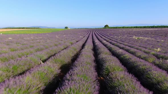 Aerial View of Lavender Fields in Bloom