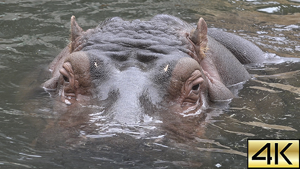 The common hippopotamus (Hippopotamus amphibius) 03