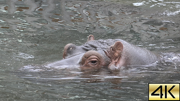 The Common Hippopotamus (Hippopotamus Amphibius) 02