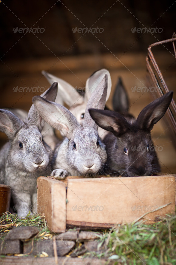 Young rabbits popping out of a hutch (European Rabbit - Oryctola - Stock Photo - Images