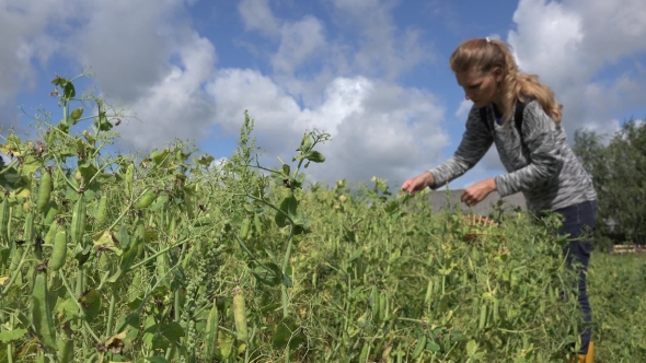 Blond Villager Girl Pick Ripe Peas Pods In Farm Plantation. 